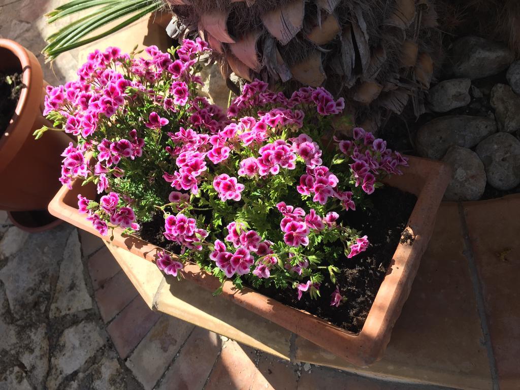 B&B Limone San Leone Εξωτερικό φωτογραφία